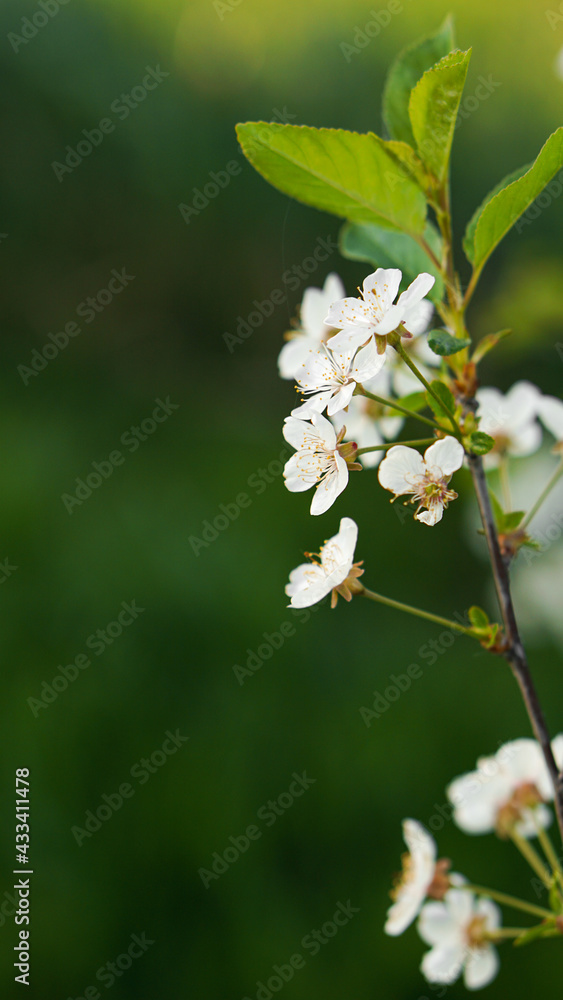 Fototapeta premium Spring flowers