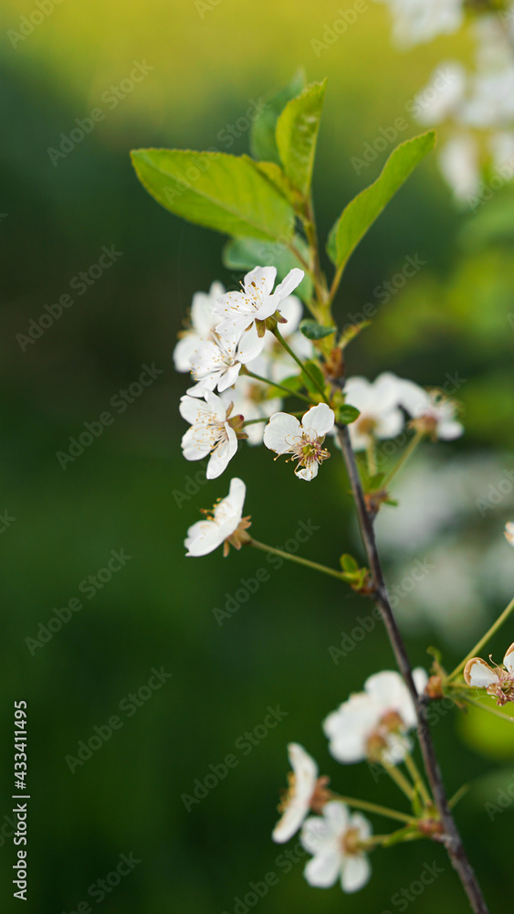 Fototapeta premium Spring flowers