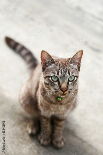 Lovely gray cat sitting at outdoor © Khemmanat
