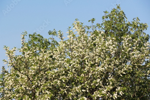 blooming bird cherry on the background of the sky
