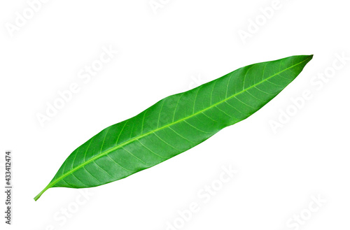 Mango leaves isolated on white background