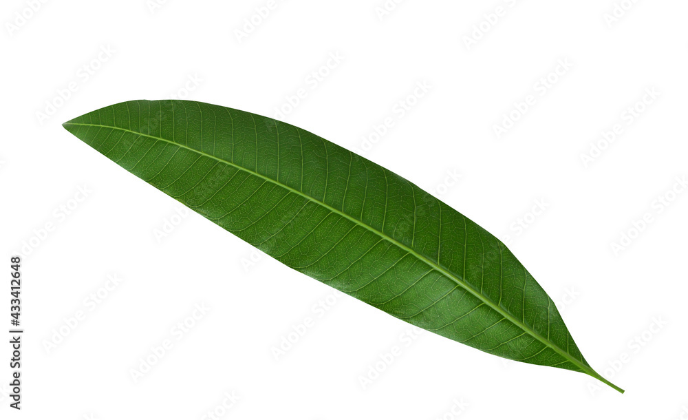 Obraz premium Mango leaves isolated on white background