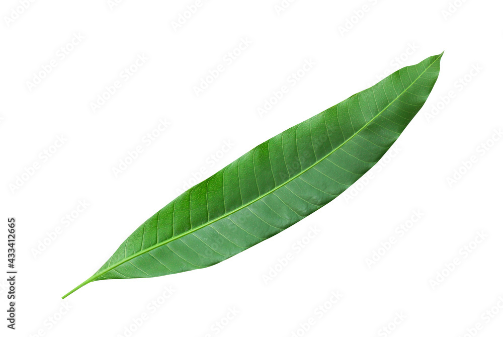 Obraz premium Mango leaves isolated on white background