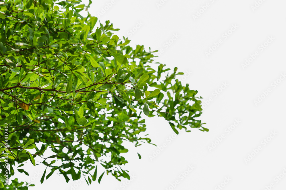 Green leaves isolated on white background Green leaves isolated on white background