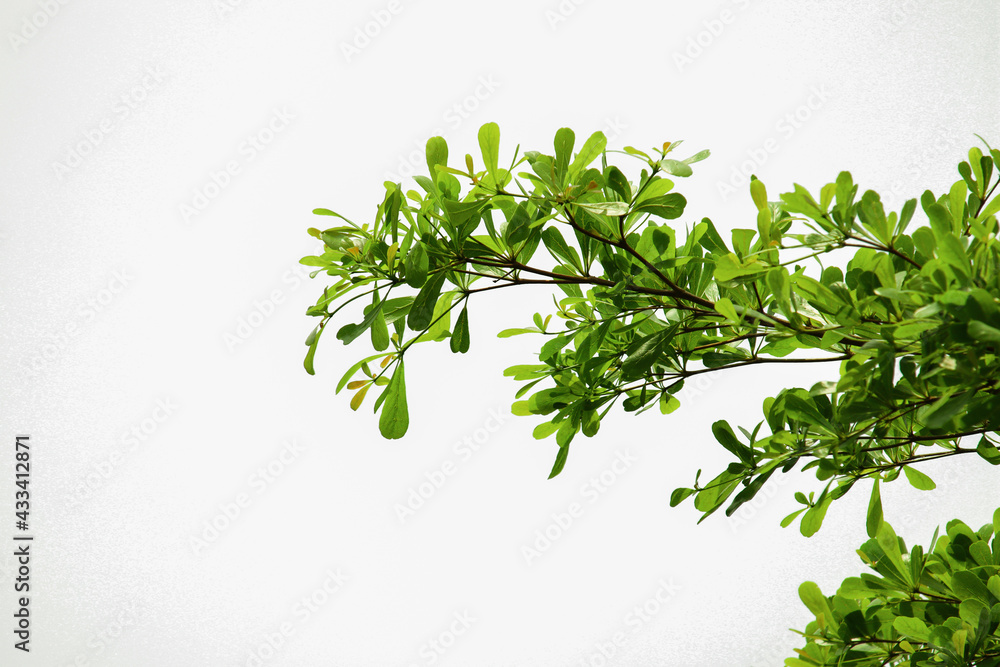 Green leaves isolated on white background Green leaves isolated on white background
