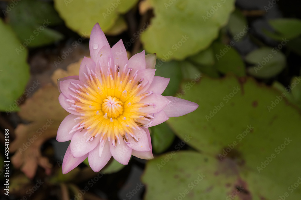 pink lotus flower
