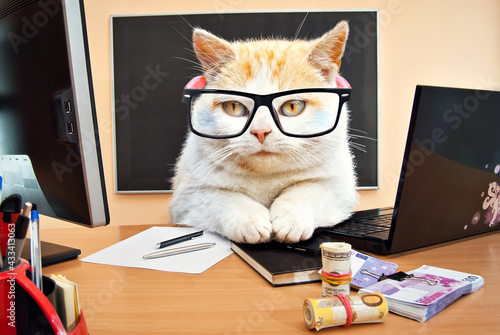 Cat with glasses near the laptop. White with red cat at the desk. The concept of business, computer technology, information technology. photo