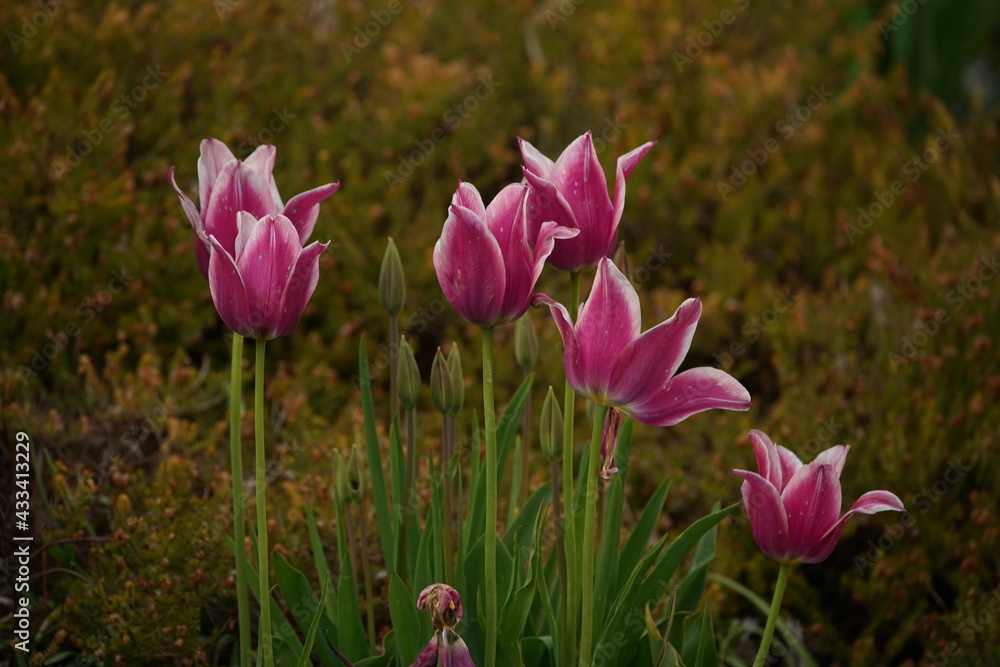 Fototapeta premium Garten mit blühenden Magnet färbenden Tulpen in einer Gruppe