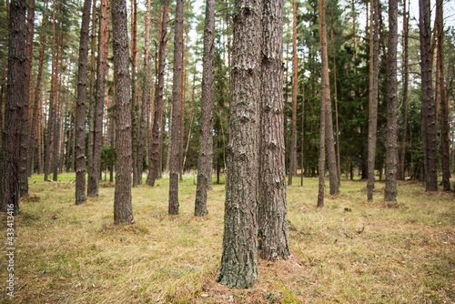 Pine forest in spring day, Latvia.