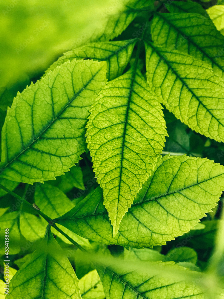 plant texture, natural green background plant texture, natural green background