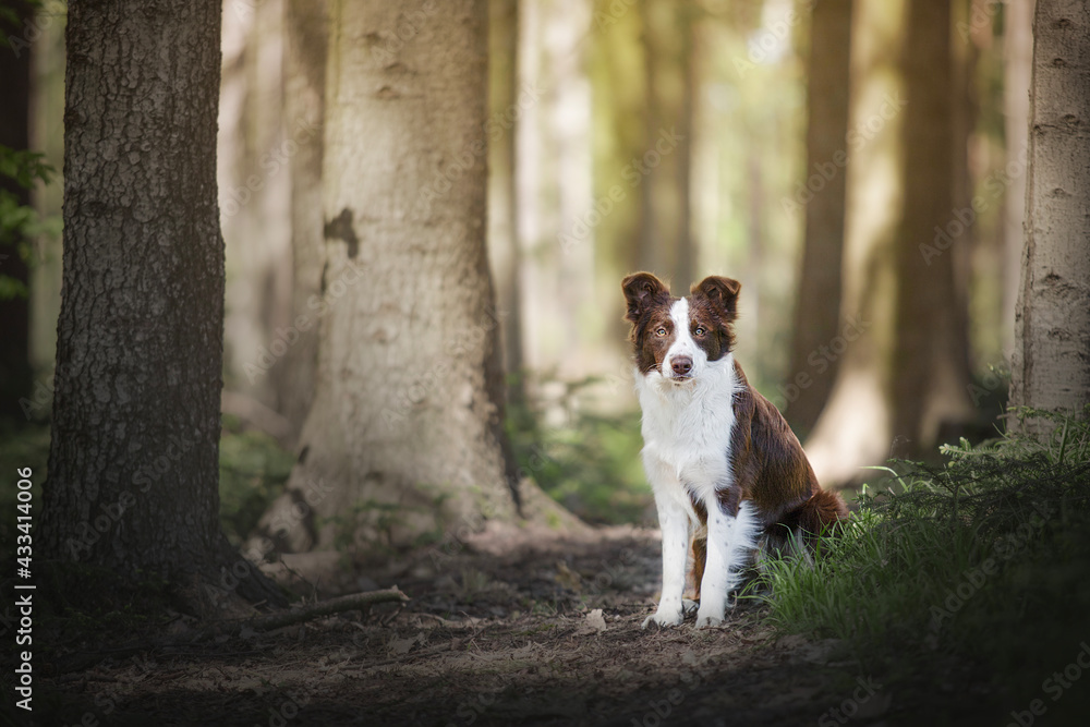 White And Brown Border Collie Dog in the forest