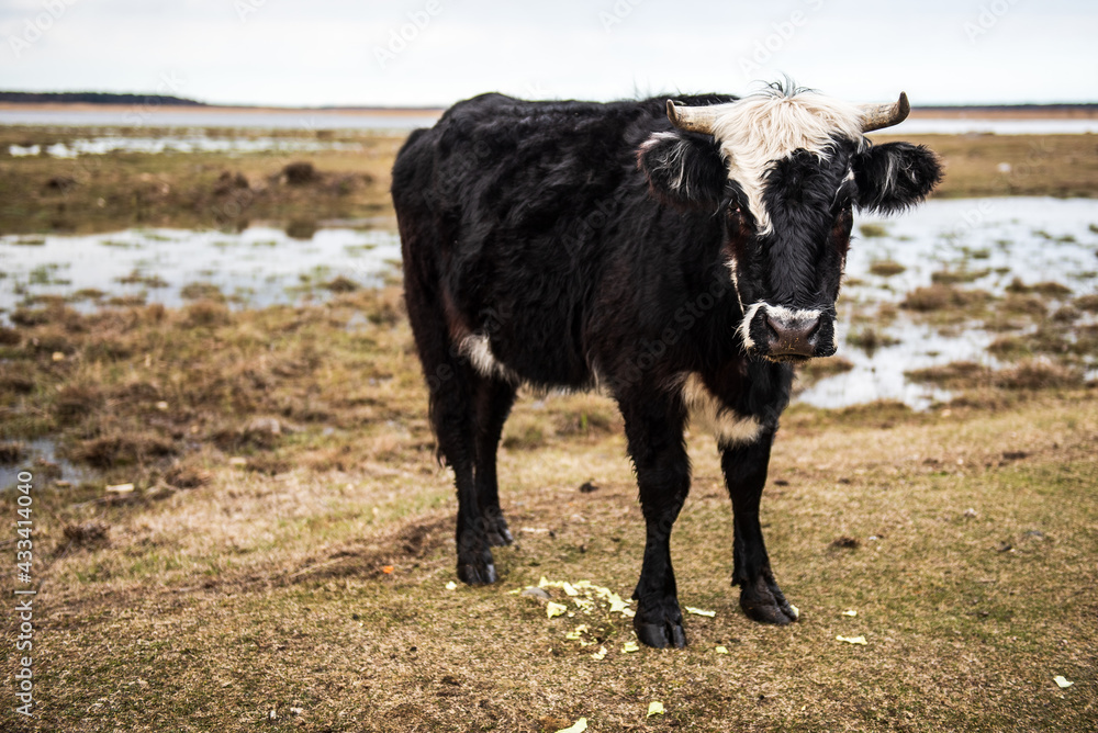 Wild cow in open landscape, located in Engure Nature Park, Latvia. Wild cow in open landscape, located in Engure Nature Park, Latvia.