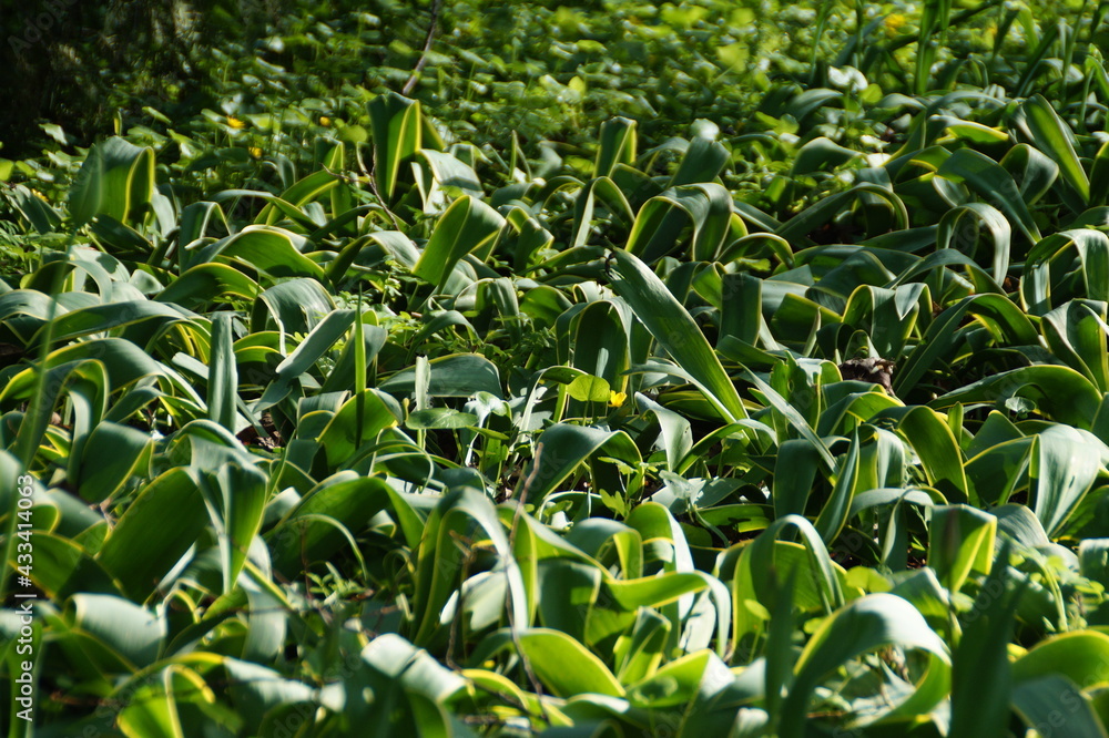 green field green field