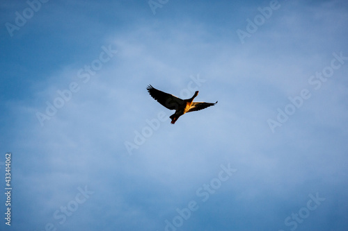 Greylag goose floating in the evening backlight high in the blue sky © Koos