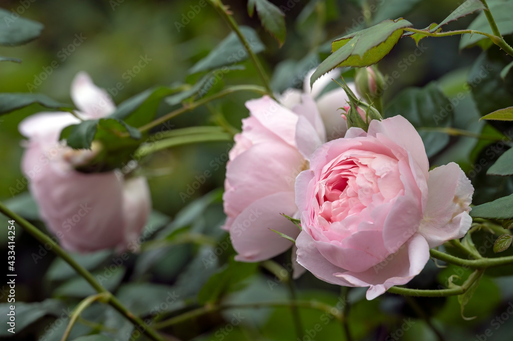 English rose 'Scepter'd Isle', a pale pink old fashioned style rose