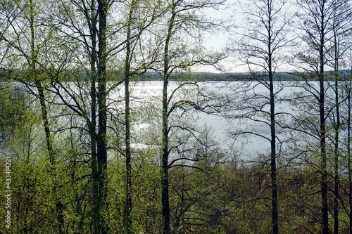 View of the forest lake Plavno in the Berezinsky reserve. The first leaves on the trees. Openwork light