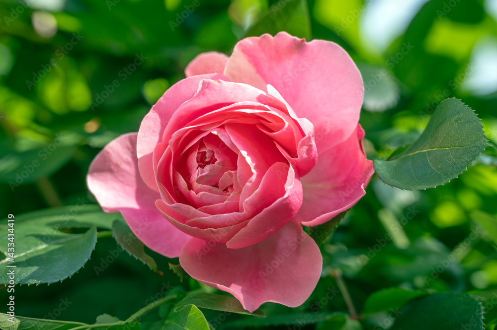 Pink rose 'Leonardo da Vinci' Pink rose 'Leonardo da Vinci'