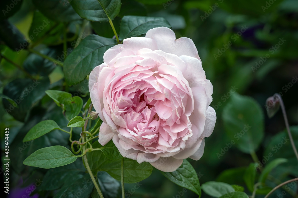 English rose 'Scepter'd Isle', a pale pink old fashioned style rose