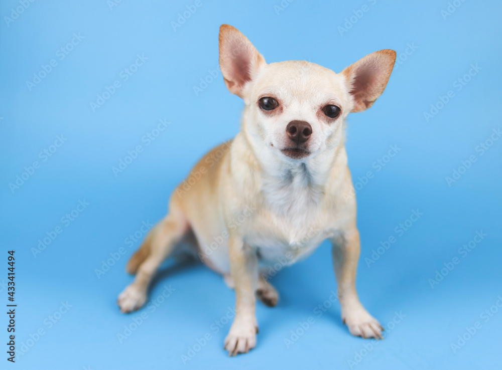 brown Chihuahua dog sitting on blue background, looking at camera.