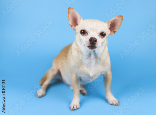 brown Chihuahua dog sitting on blue background, looking at camera. © Phuttharak