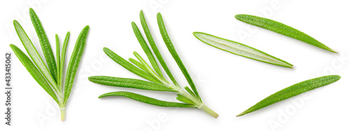 Rosemary isolated. Top view rosemary twig set on white background. Top view green rosemary herbs isolated on white.