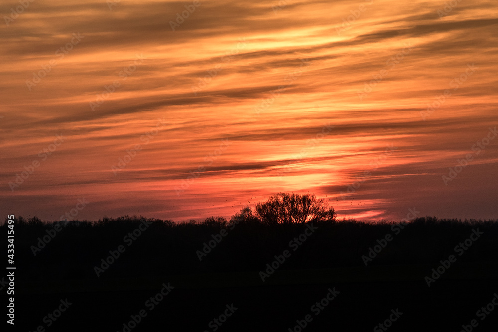 Sunset with silhouette of trees on an orange background