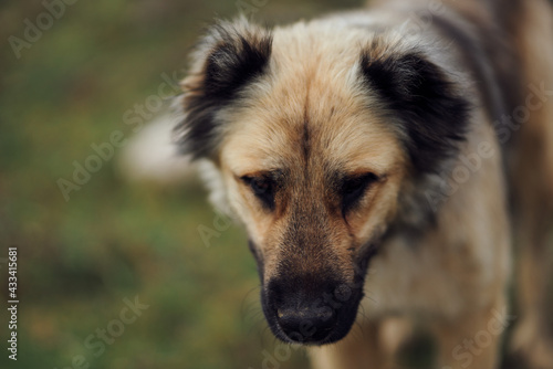 dog outdoors in the field walk travel friendship