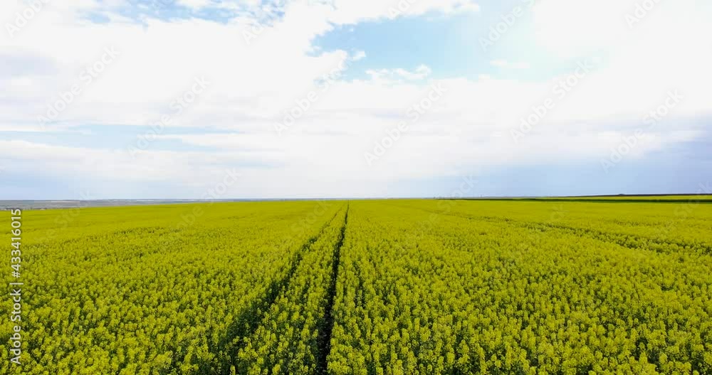 Girl In Yellow Rapeseed Farm - aerial drone shot Girl In Yellow Rapeseed Farm - aerial drone shot