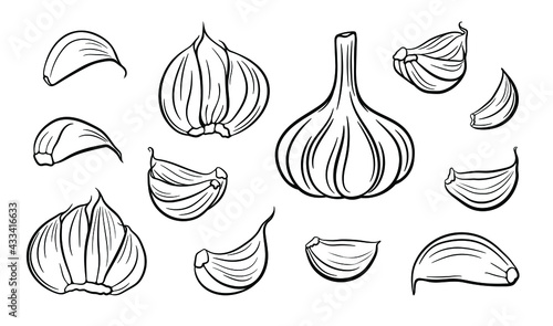 Hand drawn vector garlic set. Outline illustration of garlic bulb and garlic cloves. Black and white colors. 