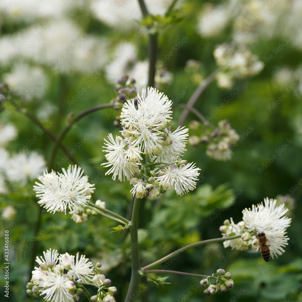 Thalictrum aquilegifolium cultivar album ou Pigamon à feuilles d'ancolie à floraison blanc ivoire d'allure gysophile en forme de plumets Thalictrum aquilegifolium cultivar album ou Pigamon à feuilles d'ancolie à floraison blanc ivoire d'allure gysophile en forme de plumets