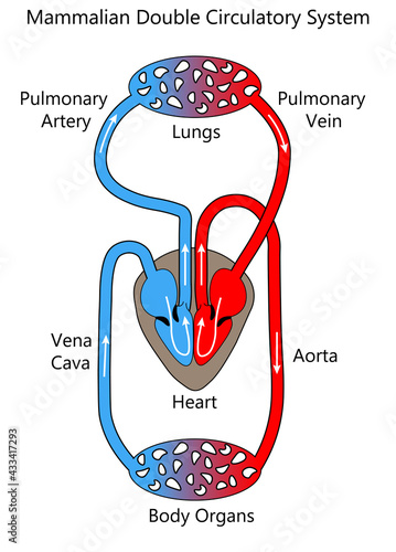 Circulatory system of a mammal