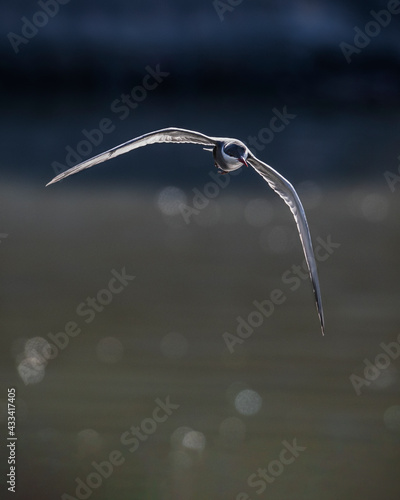 Bird in flight