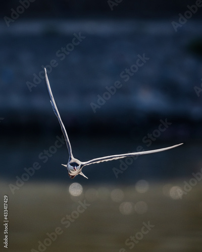 Bird in flight