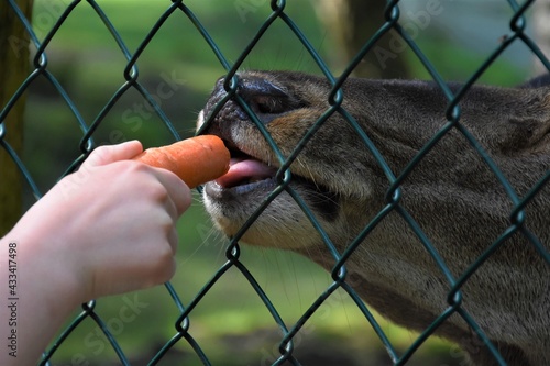 a girl feeds a roe deer with a carrot through a metal mesh 