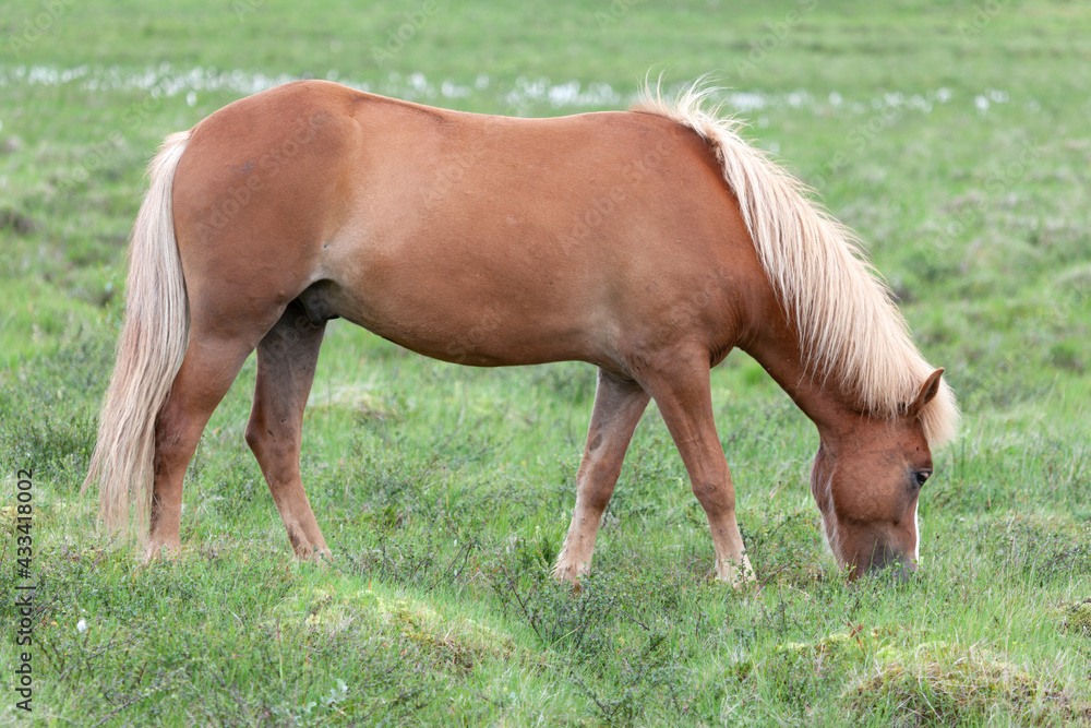 Icelandic brown pony-sized horse on pasture Icelandic brown pony-sized horse on pasture
