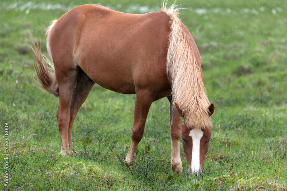 Icelandic brown pony-sized horse on pasture Icelandic brown pony-sized horse on pasture