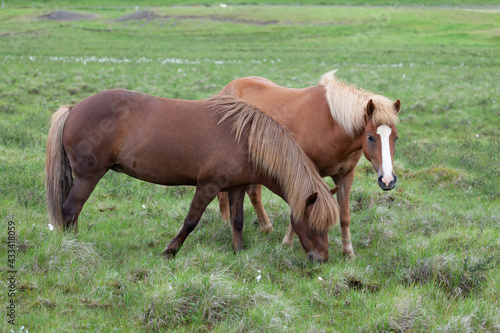 Icelandic pony-sized horses on pasture