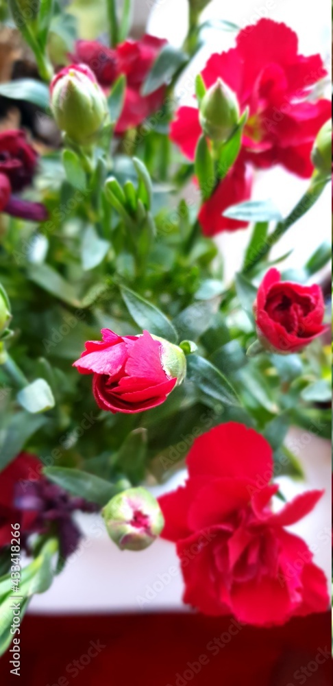 Obraz premium carnation, bud, red flower, nature beauty