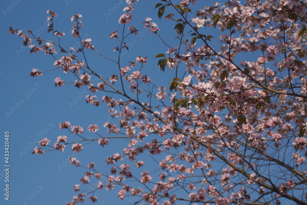 sakura, tree, spring, flower, blossom, cherry, pink, nature, branch, flowers, bloom, plant, sky, beauty, white, blooming, sakura, petal, season, blue, beautiful, almond, blossoms, bud, japan, garden sakura, tree, spring, flower, blossom, cherry, pink, nature, branch, flowers, bloom, plant, sky, beauty, white, blooming, sakura, petal, season, blue, beautiful, almond, blossoms, bud, japan, garden