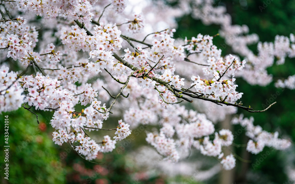 A closeup shot of cherry blossoms. A closeup shot of cherry blossoms.