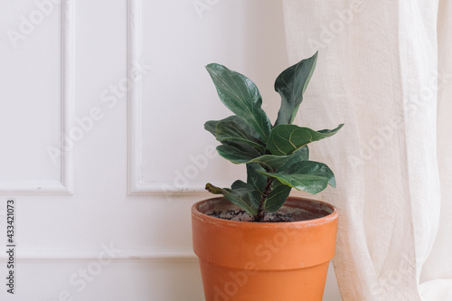 Ficus Lyrata in ceramic pot. White wall background. Scandinavian interior.
