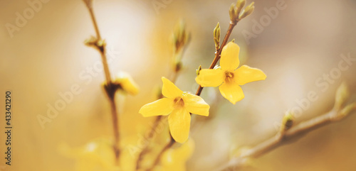 Fototapeta Beautiful bright yellow blooming flowers of forsythia grow on the thin branches of the shrub, illuminated by the warm sunlight in spring
