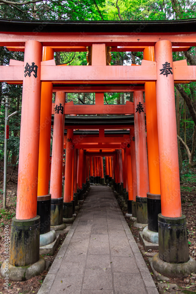 The Senbon Torii (233 meters thousands of vermilion torii gates) of Fushimi Inari-taisha. The trails lead into the forest of the sacred mt. Inari. The Senbon Torii (233 meters thousands of vermilion torii gates) of Fushimi Inari-taisha. The trails lead into the forest of the sacred mt. Inari.