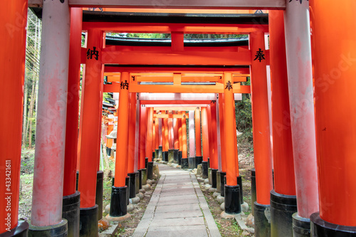 The Senbon Torii (233 meters thousands of vermilion torii gates) of Fushimi Inari-taisha. The trails lead into the forest of the sacred mt. Inari. photo