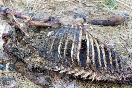 Tableau sur toile Decomposing carcass of deer by the roadside. Closeup of rib cage