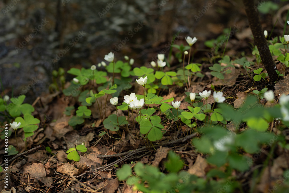 Obraz premium green moss on the ground