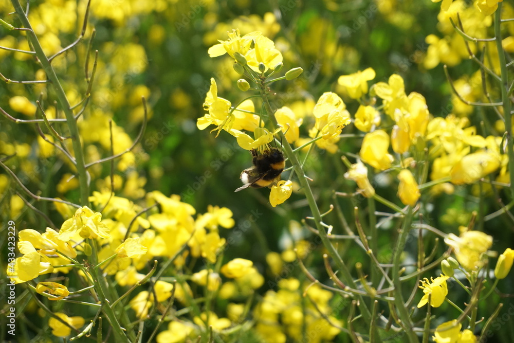 field of yellow rapeseed flowers with bumblebee field of yellow rapeseed flowers with bumblebee