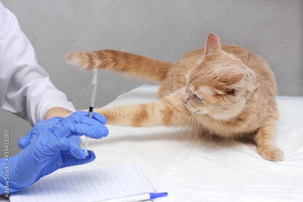 A cat attacking a veterinarian. A syringe in the vet's hand and a ginger cat who doesn't want to get vaccinated. A cat attacking a veterinarian. A syringe in the vet's hand and a ginger cat who doesn't want to get vaccinated.