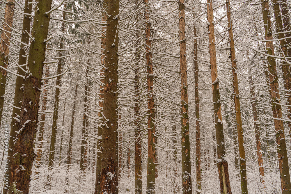 Fototapeta premium Winter forest in the snow