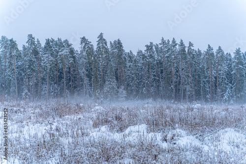 Fototapeta Naklejka Na Ścianę i Meble -  Winter forest in the snow